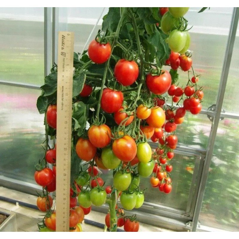 Насіння томату Літній бал F1 5 шт