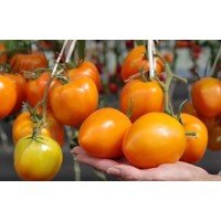 Tomato seeds Malta F1 5 pcs