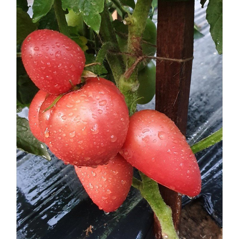 Tomato seeds Dwarf Melanie's Ballet (Dwarf Melanie's Ballet) 10 pcs