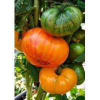 Tomato seeds Dwarf Delta Diver (Dwarf Delta Diver) 10 pcs