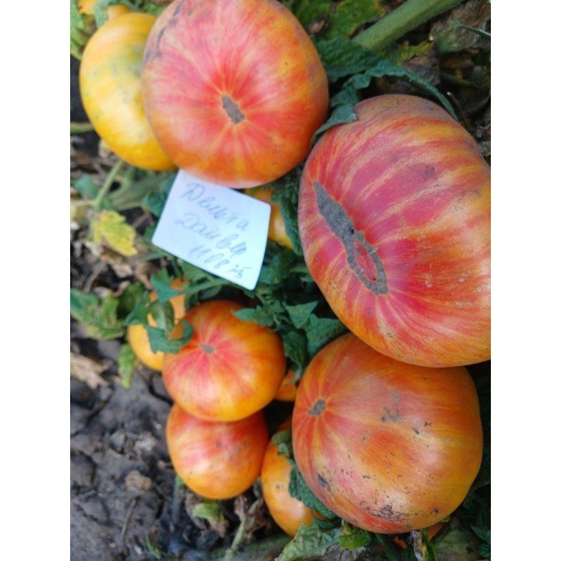 Tomato seeds Dwarf Delta Diver (Dwarf Delta Diver) 10 pcs