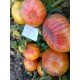 Tomato seeds Dwarf Delta Diver (Dwarf Delta Diver) 10 pcs