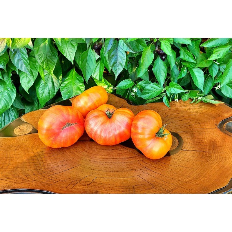 Tomato seeds Dwarf Delta Diver (Dwarf Delta Diver) 10 pcs