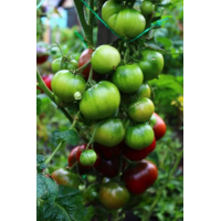 Tomato seeds Dwarf Dainty Isabel (Dwarf Dainty Isabel) 10 pcs