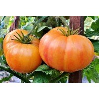 Dwarf Confetti tomato seeds 10 pcs