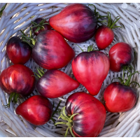 Насіння томату Сині Гори Сержанта Пеппера (Sgt. Pepper's Blue Hills) 10 шт