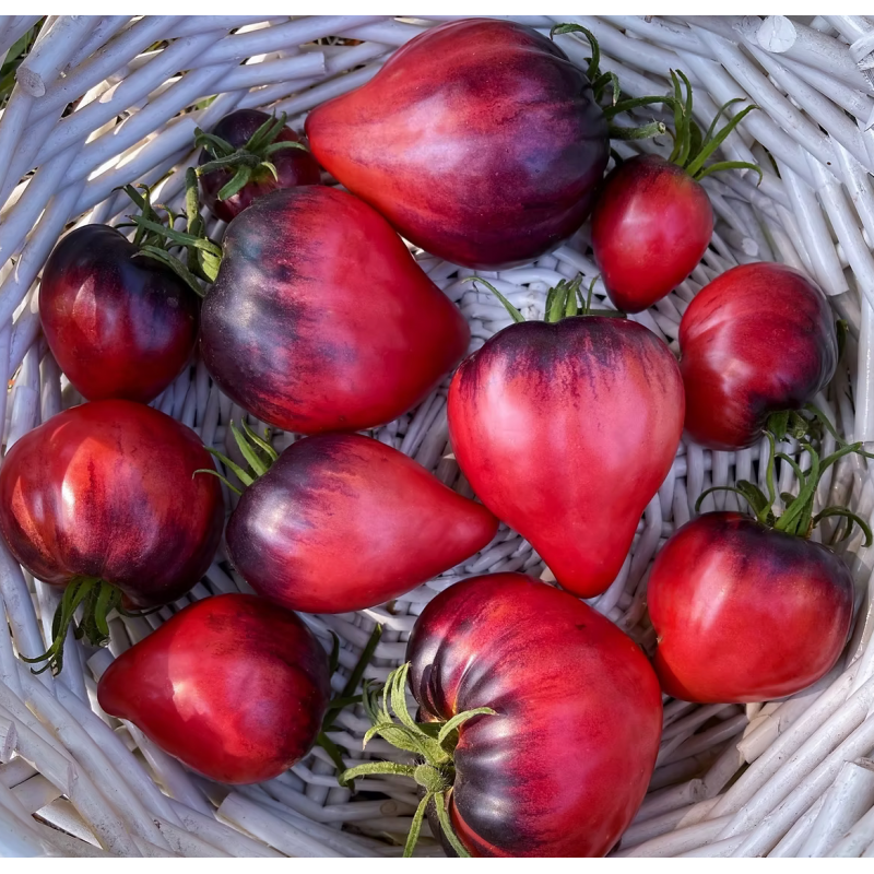 Насіння томату Сині Гори Сержанта Пеппера (Sgt. Pepper's Blue Hills) 10 шт