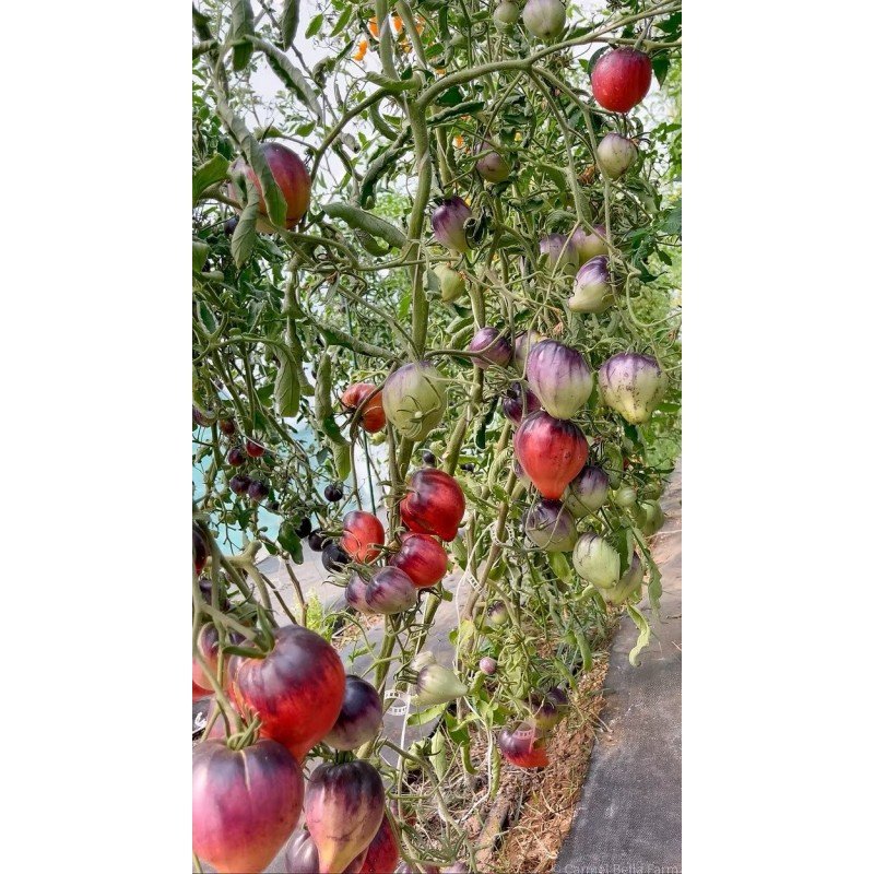 Насіння томату Сині Гори Сержанта Пеппера (Sgt. Pepper's Blue Hills) 10 шт