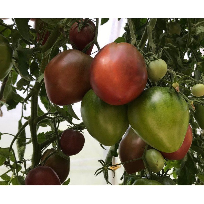 Tomato seeds Dark Brown Honey (Dark Brown Honey) 10 pcs