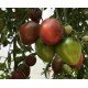 Tomato seeds Dark Brown Honey (Dark Brown Honey) 10 pcs