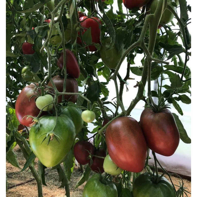 Tomato seeds Dark Brown Honey (Dark Brown Honey) 10 pcs