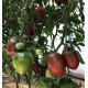 Tomato seeds Dark Brown Honey (Dark Brown Honey) 10 pcs