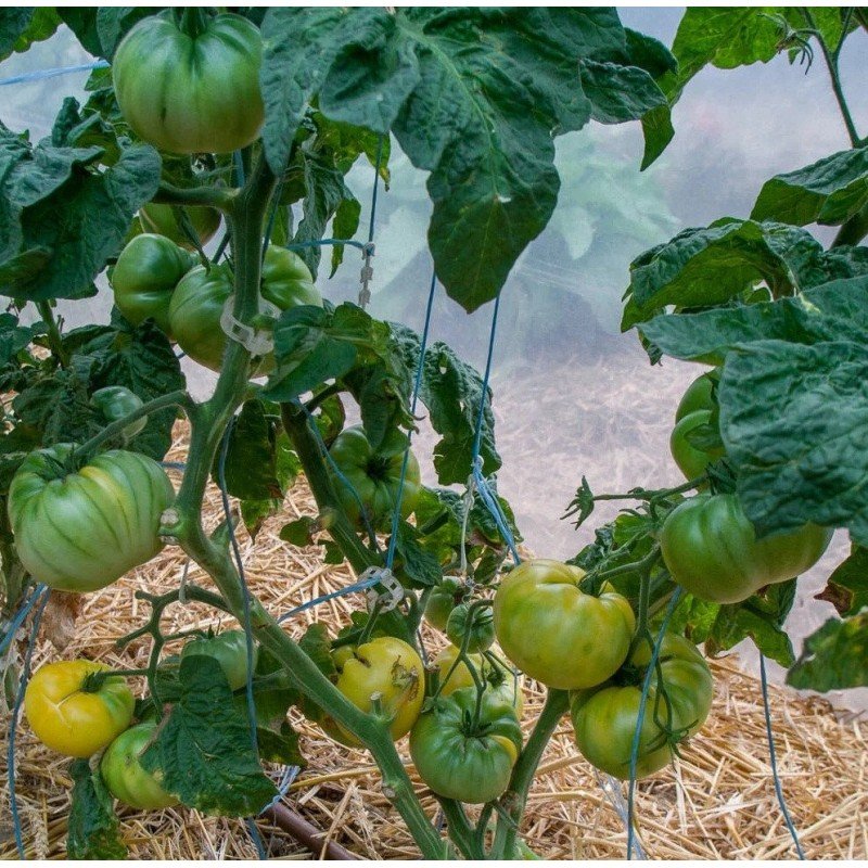 Tomato seeds Dwarf Walter's Fancy (Dwarf Walter's Fancy) 10 pcs