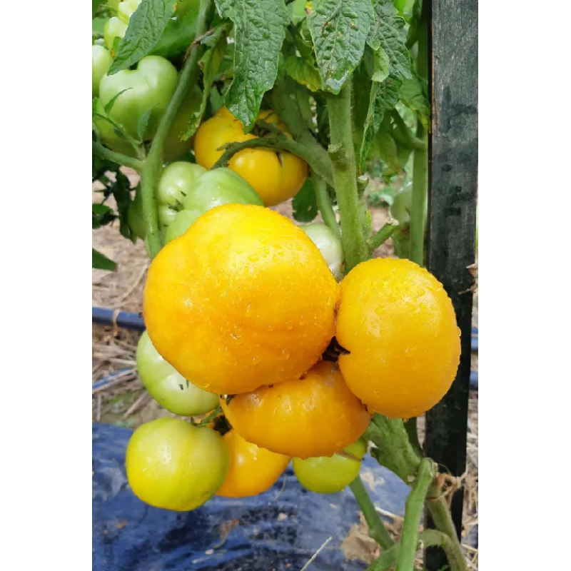 Tomato seeds Dwarf Perfect Harmony (Dwarf Perfect Harmony) 10 pcs