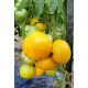 Tomato seeds Dwarf Perfect Harmony (Dwarf Perfect Harmony) 10 pcs