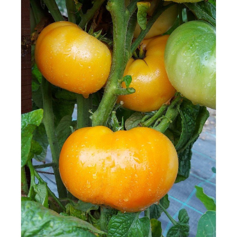 Tomato seeds Dwarf Perfect Harmony (Dwarf Perfect Harmony) 10 pcs