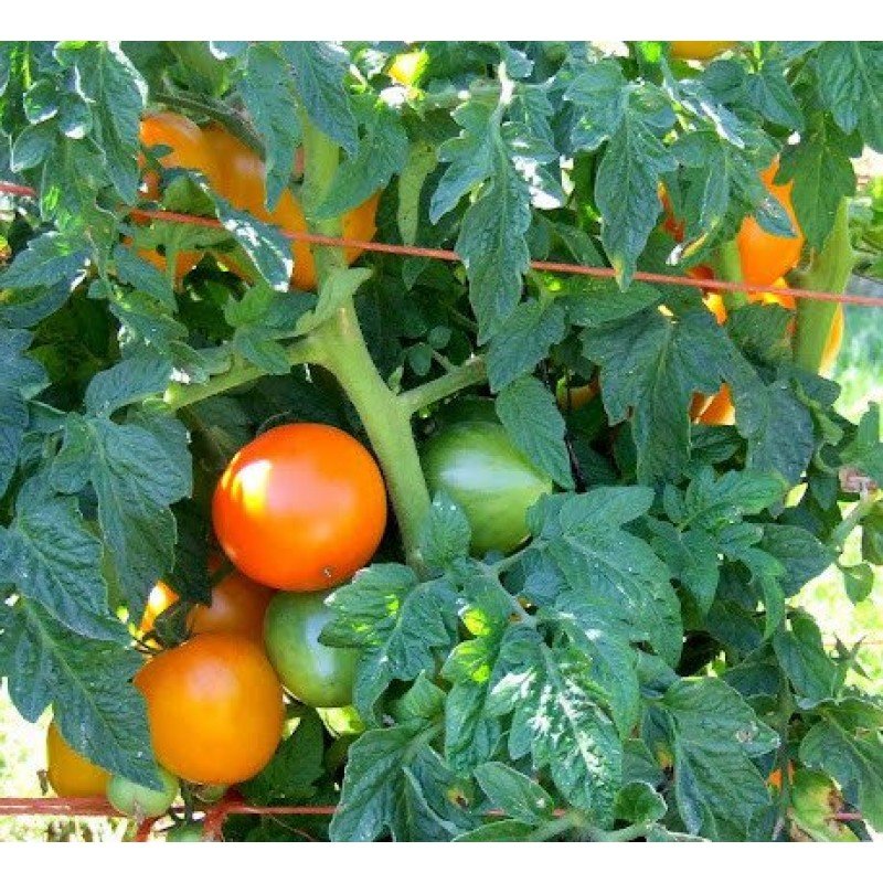 Насіння томату Гном Помаранчева Гордість (Dwarf Orange Pride) 10 шт