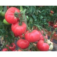 Насіння томату Фамілія F1 10 шт