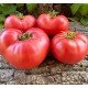 Tomato seeds Alice (Alice) 15 pcs