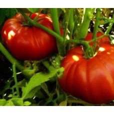 Tomato seeds Exhibition 15 pcs