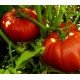 Tomato seeds Exhibition 15 pcs