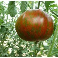 Насіння томату Літо кохання (Summer of Love) 15 шт