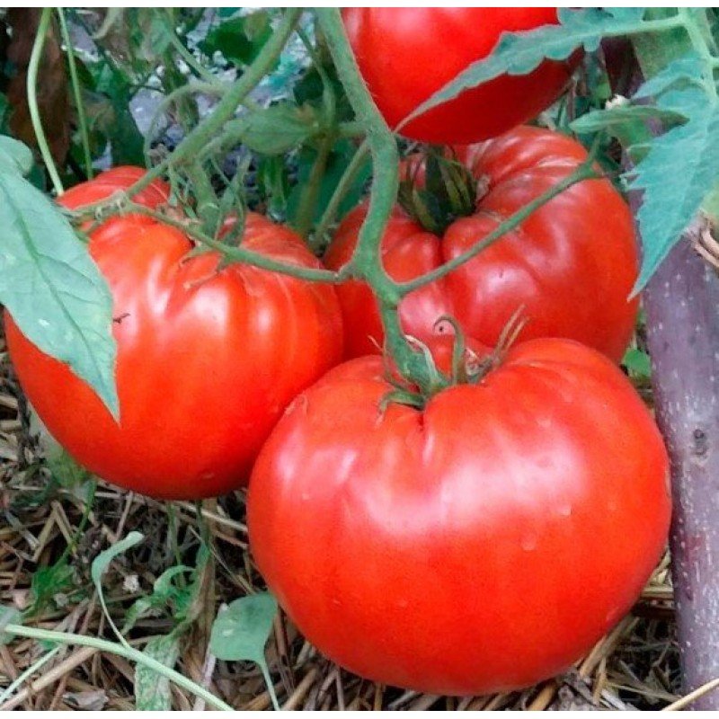 Tomato seeds King Kong (King Kong) 15 pcs