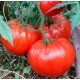 Tomato seeds King Kong (King Kong) 15 pcs