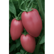 Tomato seeds Mexican (Mexican) 15 pcs