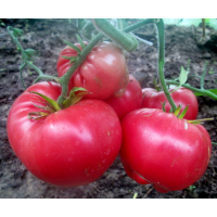 Насіння томату Мир Маріанни (Marianna's World) 15 шт