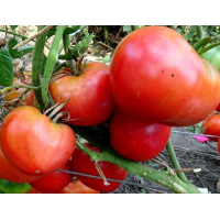 Sugar head (Sugar head) 15 pcs