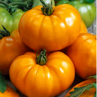 Насіння томату Техас (Texas) 15 шт