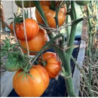 Насіння томату Уіллард Вінн (Willard Wynn) 15 шт