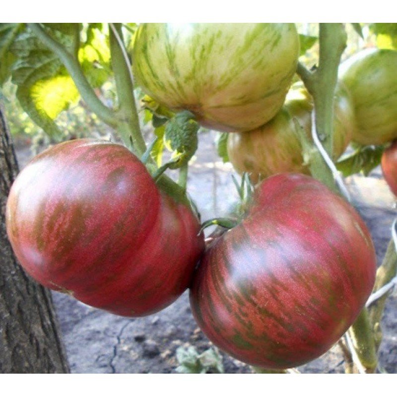 Насіння томату Гном Теннесі Відповідний (Dwarf Tennessee Suited) 10 шт