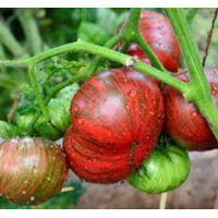 Dwarf Fred's Tie Dye tomato seeds 10 pcs