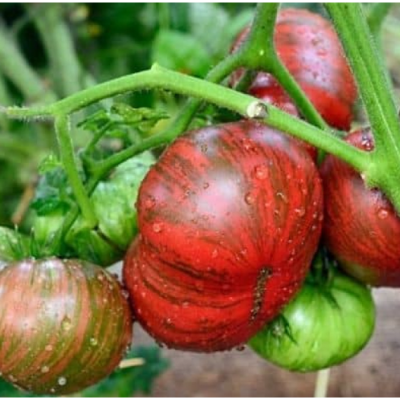 Насіння томату Гном Карлик Стринги (The Thong Dwarf) 10 шт