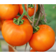 Tomato seeds Luna Park F1 10 pcs