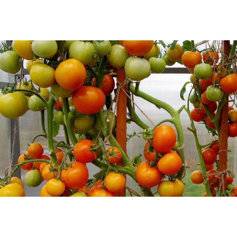 Tomato seeds Luna Park F1 10 pcs