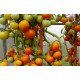 Tomato seeds Luna Park F1 10 pcs