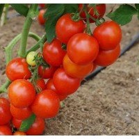 Tomato seeds Courtesan F1 10 pcs