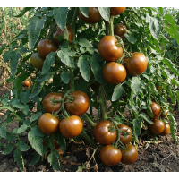 Tomato seeds Mulat F1 10 seeds