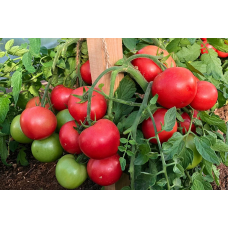 Tomato seeds Limerence F1 10 seeds
