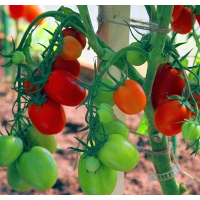 Tomato seeds Spinel F1 10 seeds