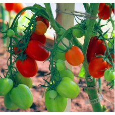 Tomato seeds Spinel F1 10 seeds