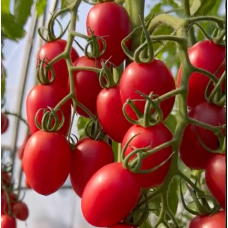 Tomato seeds Monet F1 10 seeds