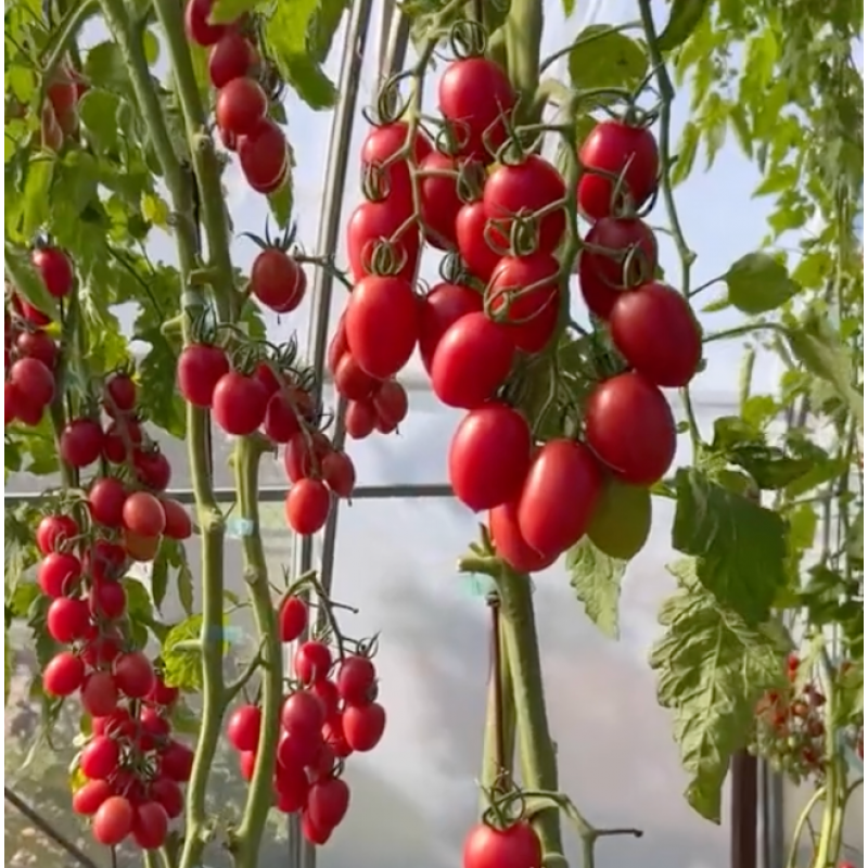 Насіння томату Моне F1 10 насінин