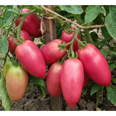 Tomato seeds Cousin 30 seeds