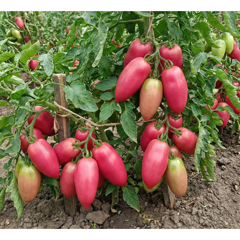 Tomato seeds Cousin 30 seeds