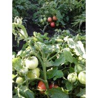 Tomato seeds League F1 500 seeds
