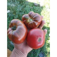 Dwarf Maralinga 10 seeds